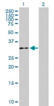 Anti-WDR61 antibody produced in mouse purified immunoglobulin, buffered aqueous solution