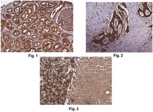 Anti-Pan DIDO Antibody from rabbit, purified by affinity chromatography