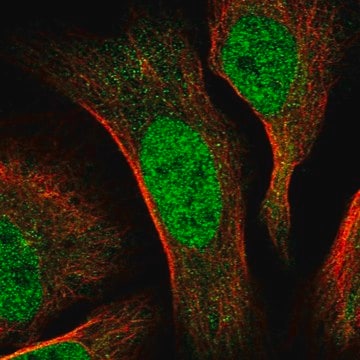 Anti-CDCA2 antibody produced in rabbit Prestige Antibodies&#174; Powered by Atlas Antibodies, affinity isolated antibody, buffered aqueous glycerol solution