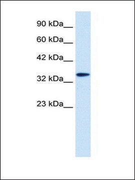 Anti-DLX6 antibody produced in rabbit affinity isolated antibody