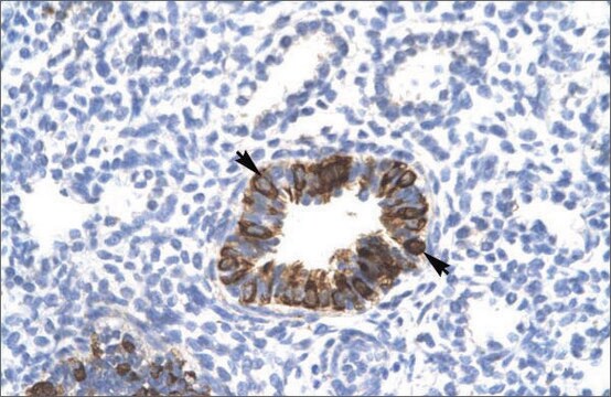 Anti-MXI1 antibody produced in rabbit affinity isolated antibody