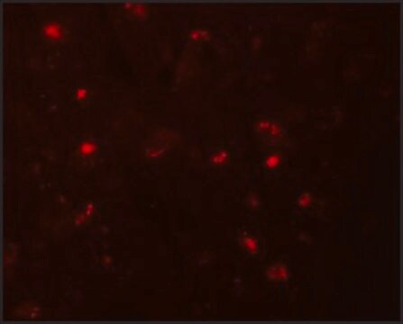 Anti-NALP6 antibody produced in rabbit affinity isolated antibody, buffered aqueous solution