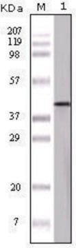 Monoclonal Anti-OVA antibody produced in mouse clone 3G2E1D9, ascites fluid