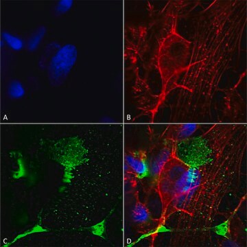 Monoclonal Anti-Tarp antibody produced in mouse clone S245-36, purified immunoglobulin