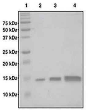 组蛋白 H4（1-103） 人 recombinant, expressed in E. coli, &#8805;95% (SDS-PAGE)