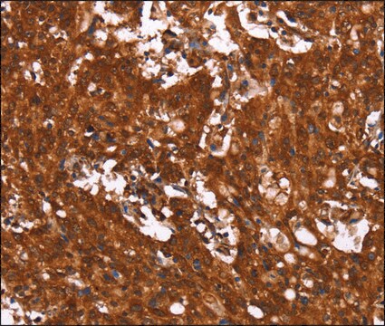 Anti-HCAR2 antibody produced in rabbit affinity isolated antibody