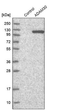 Anti-ADAM30 antibody produced in rabbit Prestige Antibodies&#174; Powered by Atlas Antibodies, affinity isolated antibody, buffered aqueous glycerol solution