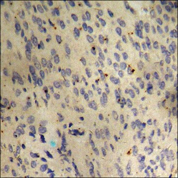 Anti-phospho-p53 (pSer366) antibody produced in rabbit affinity isolated antibody