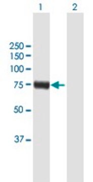 Anti-RFX4 antibody produced in mouse purified immunoglobulin, buffered aqueous solution