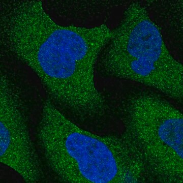 Anti-NRBP2 antibody produced in rabbit Prestige Antibodies&#174; Powered by Atlas Antibodies, affinity isolated antibody