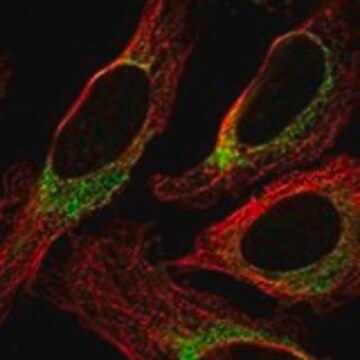 Anti-NINJ2 antibody produced in rabbit Prestige Antibodies&#174; Powered by Atlas Antibodies, affinity isolated antibody, buffered aqueous glycerol solution