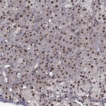 Anti-Dmap1 Antibody Produced In Rabbit Prestige Antibodies&#174; Powered by Atlas Antibodies, affinity isolated antibody, buffered aqueous glycerol solution