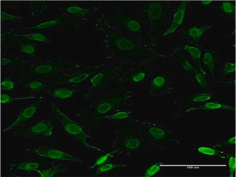 Monoclonal Anti-ZNFN1A3 antibody produced in mouse clone 3H5-G7, purified immunoglobulin, buffered aqueous solution