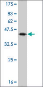 Monoclonal Anti-IL13 antibody produced in mouse clone 7E4, purified immunoglobulin, buffered aqueous solution