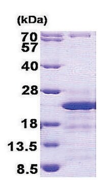 CD74 human recombinant, expressed in E. coli, &#8805;90% (SDS-PAGE)