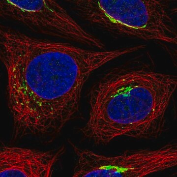 Anti-MANEAL antibody produced in rabbit Prestige Antibodies&#174; Powered by Atlas Antibodies, affinity isolated antibody