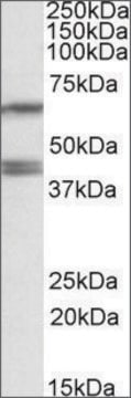 Anti-PON2 antibody produced in goat affinity isolated antibody, buffered aqueous solution