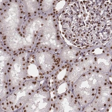 Anti-THAP3 antibody produced in rabbit Prestige Antibodies&#174; Powered by Atlas Antibodies, affinity isolated antibody