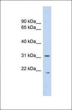 Anti-CAPNS1 antibody produced in rabbit affinity isolated antibody