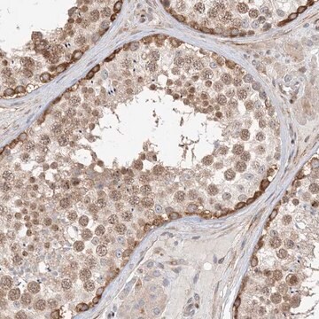 Anti-TYSND1 antibody produced in rabbit Prestige Antibodies&#174; Powered by Atlas Antibodies, affinity isolated antibody, buffered aqueous glycerol solution