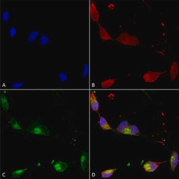 Monoclonal Anti-SHANK2 antibody produced in mouse clone S23B-6, 1&#160;mg/mL, purified immunoglobulin