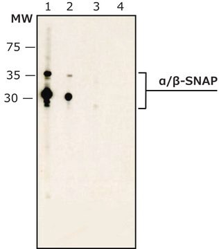 Anti-&#945;/&#946;-SNAP, C-terminus (195-214) antibody produced in rabbit IgG fraction of antiserum, buffered aqueous solution