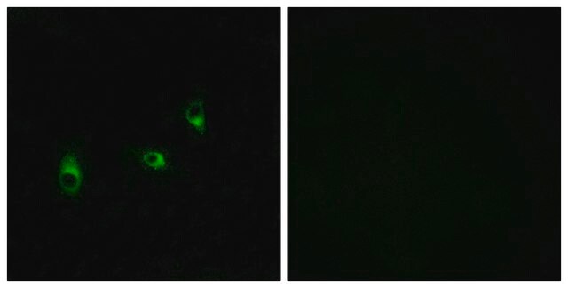 Anti-OR10G2 antibody produced in rabbit affinity isolated antibody