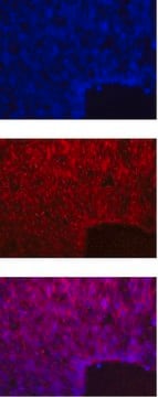 Anti-HES-5 Antibody Chemicon&#174;, from rabbit