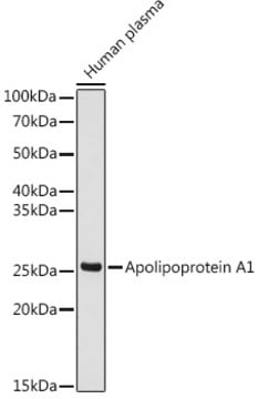 Anti-Apolipoprotein A1 Antibody, clone 5D5X9, Rabbit Monoclonal