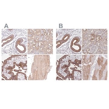 Anti-FCHO2 antibody produced in rabbit Prestige Antibodies&#174; Powered by Atlas Antibodies, affinity isolated antibody, buffered aqueous glycerol solution