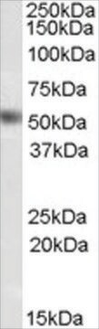 Anti-DAX1/NR0B1 antibody produced in goat affinity isolated antibody, buffered aqueous solution