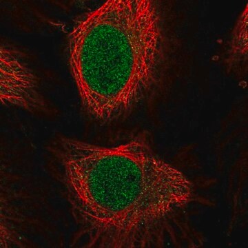 Anti-E2F4 antibody produced in rabbit Prestige Antibodies&#174; Powered by Atlas Antibodies, affinity isolated antibody