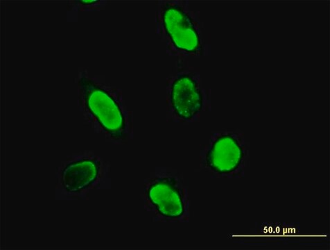 Anti-SUMO3 antibody produced in mouse IgG fraction of antiserum, buffered aqueous solution