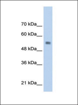 Anti-PTBP1 antibody produced in rabbit affinity isolated antibody