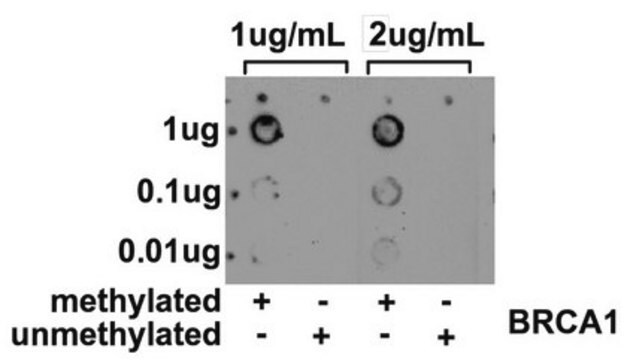 Anticuerpo anti-5- metilcitosina, clon 33D3 clone 33D3, from mouse