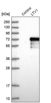 Anti-LTV1 antibody produced in rabbit Prestige Antibodies&#174; Powered by Atlas Antibodies, affinity isolated antibody, buffered aqueous glycerol solution, ab2