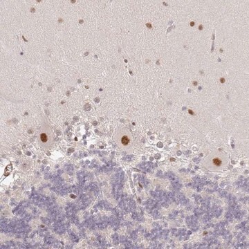 Anti-GPRIN2 antibody produced in rabbit Prestige Antibodies&#174; Powered by Atlas Antibodies, affinity isolated antibody, buffered aqueous glycerol solution