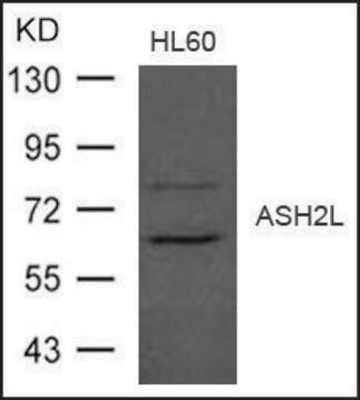 Anti-ASH2L antibody produced in rabbit affinity isolated antibody