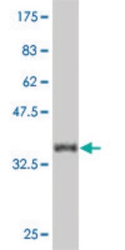 Monoclonal Anti-CAMK2D antibody produced in mouse clone 1B11, purified immunoglobulin, buffered aqueous solution