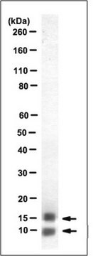 Anti-Acylation Stimulating Protein Antibody, clone 4H3 clone 4H3, from mouse