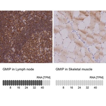 Anti-GMIP antibody produced in rabbit Prestige Antibodies&#174; Powered by Atlas Antibodies, affinity isolated antibody, buffered aqueous glycerol solution