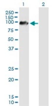 Anti-ARMCX2 antibody produced in mouse purified immunoglobulin, buffered aqueous solution