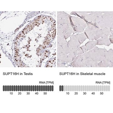 Anti-SUPT16H antibody produced in rabbit Prestige Antibodies&#174; Powered by Atlas Antibodies, affinity isolated antibody, buffered aqueous glycerol solution