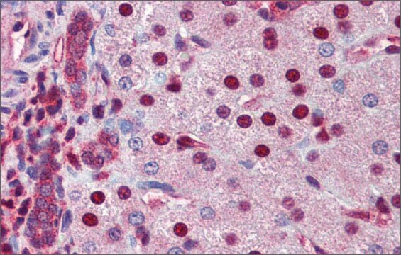 Anti-NR0B2 (ab4) antibody produced in rabbit affinity isolated antibody