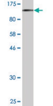 Monoclonal Anti-RNF103 antibody produced in mouse clone 1C1, purified immunoglobulin, buffered aqueous solution