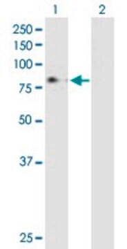 Anti-MPL antibody produced in mouse purified immunoglobulin, buffered aqueous solution