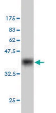 Monoclonal Anti-MYST2 antibody produced in mouse clone 2G5, purified immunoglobulin, buffered aqueous solution