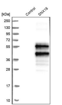 Anti-SNX16 antibody produced in rabbit Prestige Antibodies&#174; Powered by Atlas Antibodies, affinity isolated antibody, buffered aqueous glycerol solution