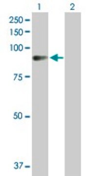 Anti-AMOT antibody produced in rabbit IgG fraction of antiserum, buffered aqueous solution