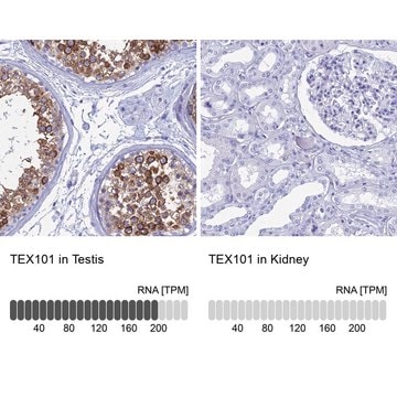 Anti-TEX101 antibody produced in rabbit Prestige Antibodies&#174; Powered by Atlas Antibodies, affinity isolated antibody, buffered aqueous glycerol solution